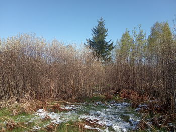 Scenic view of waterfall in forest against clear sky