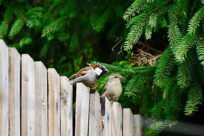 Close-up of birds perching on wood