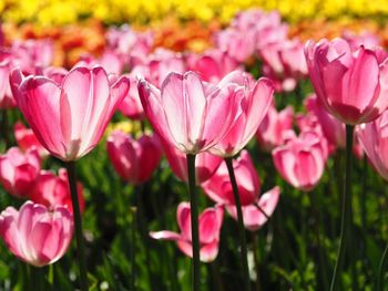 Close-up of pink flowers growing on field