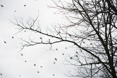 Low angle view of bare tree against sky