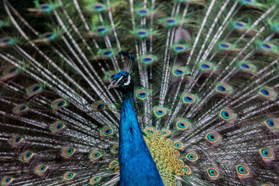 Close-up of peacock