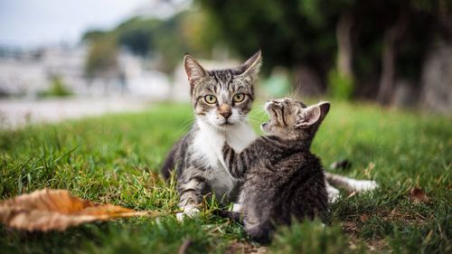 Portrait of cat with kitten in park