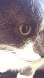 Close-up of cat