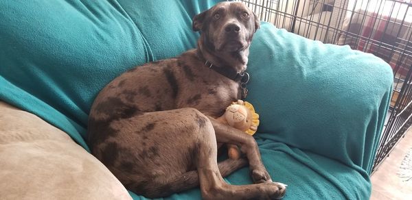 High angle view of puppy sitting on sofa