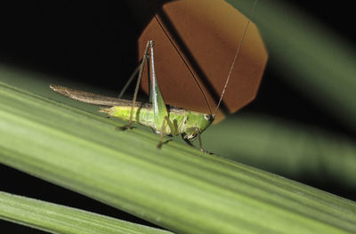 Close-up of insect