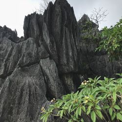 Rock formation amidst trees