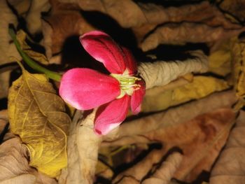 Close-up of pink flowers