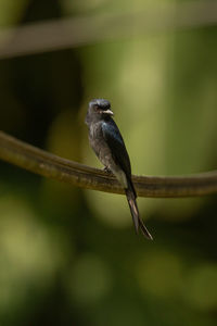 Close-up of bird perching on branch