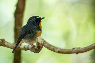 Close-up of bird perching on branch