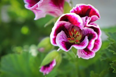 Close-up of bumblebee on pink flower