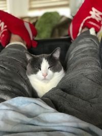 Portrait of cat relaxing on bed