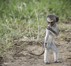 Young monkey against grass