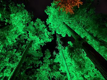 High angle view of plants