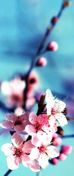 Close-up of insect on pink flowers