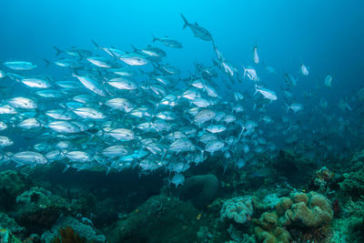 Fish swimming in sea