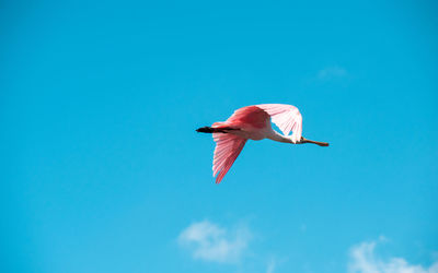 Low angle view of bird flying in sky