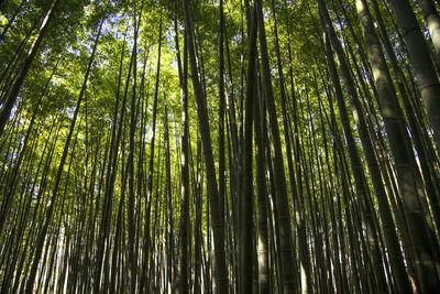 Low angle view of bamboo trees in forest