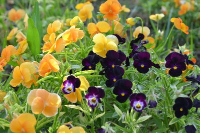 Close-up of fresh yellow flowers blooming in field