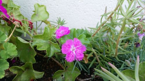 Close-up of purple flowers blooming outdoors