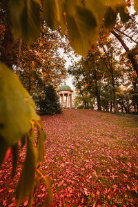 View of flowering plants in park during autumn