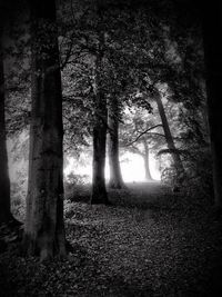 Trees in forest