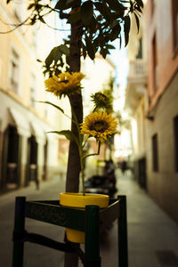 Close-up of flower pot on street against building