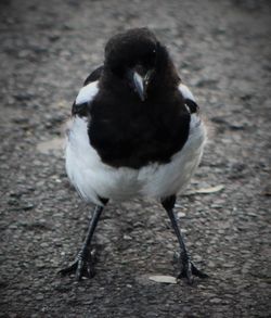 Close-up of bird