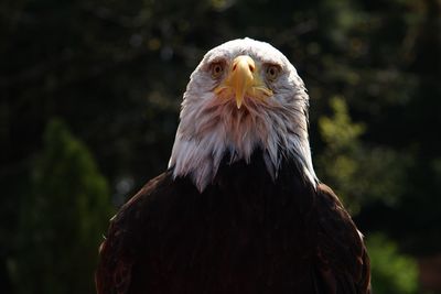 Close-up of eagle against blurred background