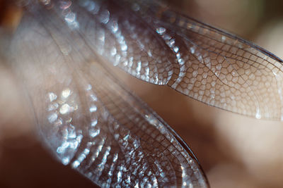 Close-up of fish