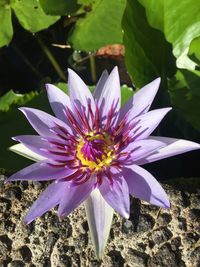 Close-up of purple flower blooming outdoors