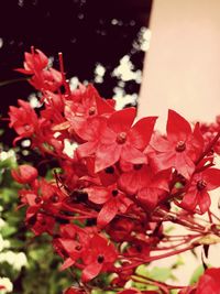 Close-up of red flowers