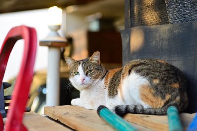 Portrait of cat on chair