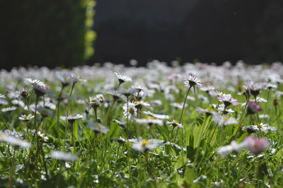 Close-up of small flowering plants on field