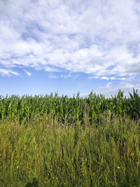 High angle view of stalks in field against cloudy sky