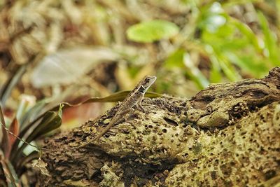 Close-up of lizard on leaf