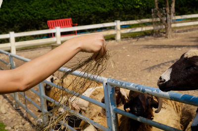 View of a horse in ranch