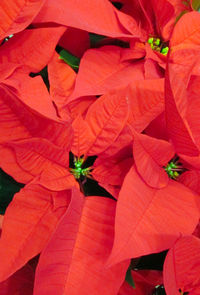 Close-up of red leaves