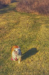 High angle view of dog on field