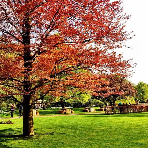 tree, grass, autumn, green color, change, tranquility, beauty in nature, growth, park - man made space, tranquil scene, field, nature, scenics, season, landscape, grassy, branch, park, sky, lawn