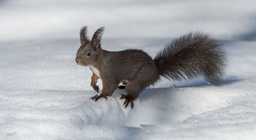 Close-up of squirrel on snow covered land