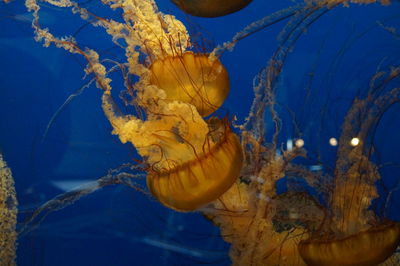 Close-up of jellyfish swimming in sea