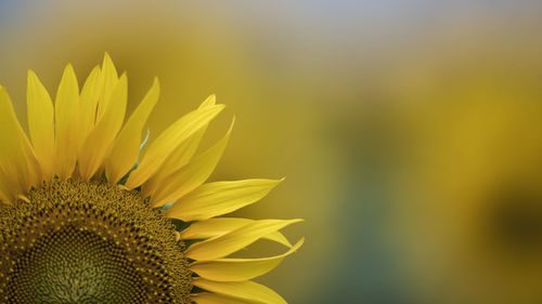 Close-up of sunflower blooming in park