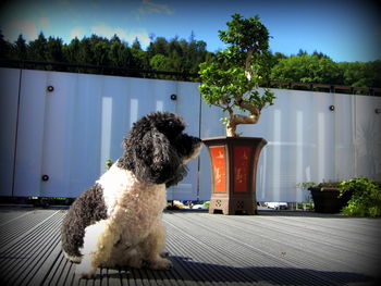 Dog by swimming pool against sky