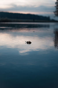 View of a leaf in lake