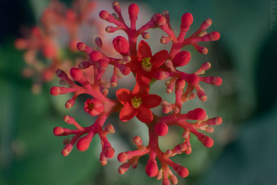 Close-up of red flowering plant