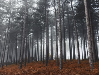 Panoramic view of trees in forest