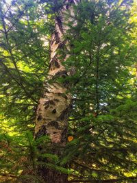 Low angle view of tree trunk in forest