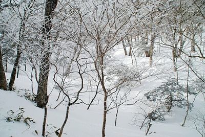 Snow covered bare trees in forest