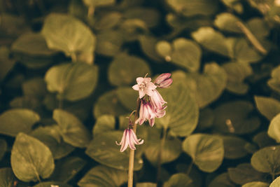 Close-up of pink flowers