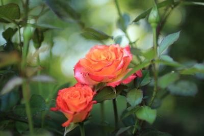 Close-up of red rose blooming outdoors